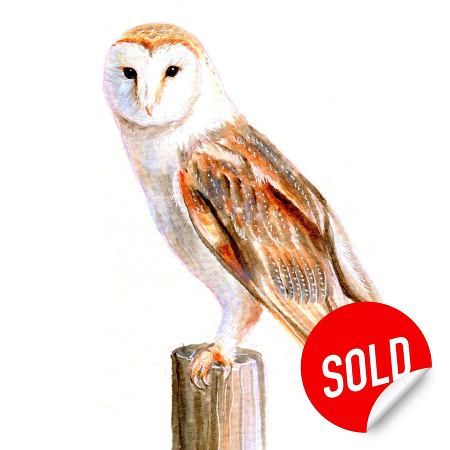 Watercolor of a barn owl on a stump with a 'SOLD' sticker on the lower right.