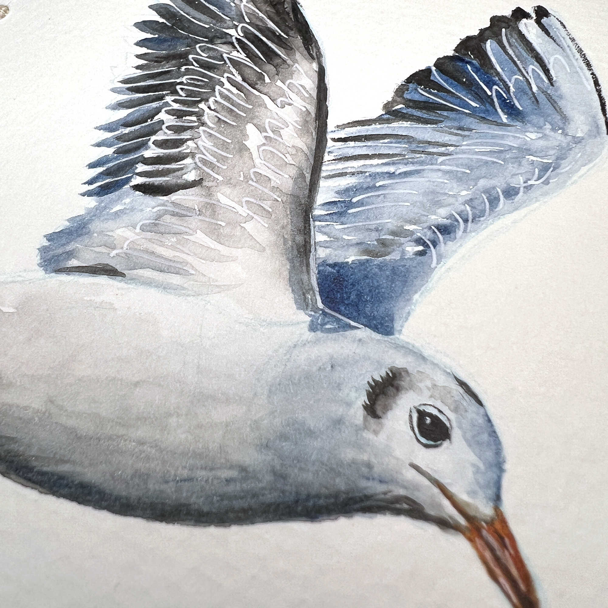 Close up detail view of a seagull watercolor sketch, showing the detail of the face and wings