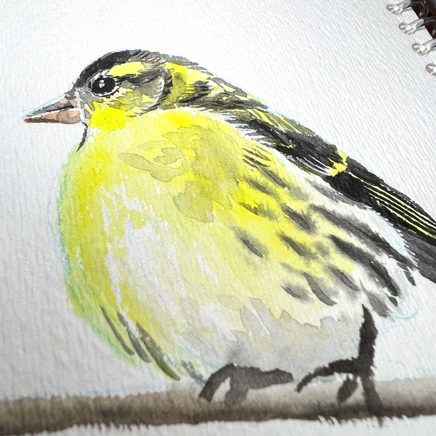 Close up detail view of a goldfinch watercolor sketch, showing off it's vibrant yellow feathers
