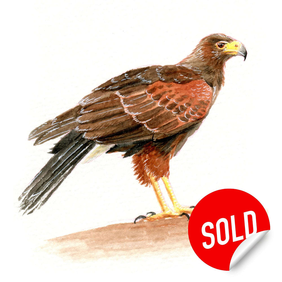 Watercolor painting of a Harris's hawk with a "SOLD" label.