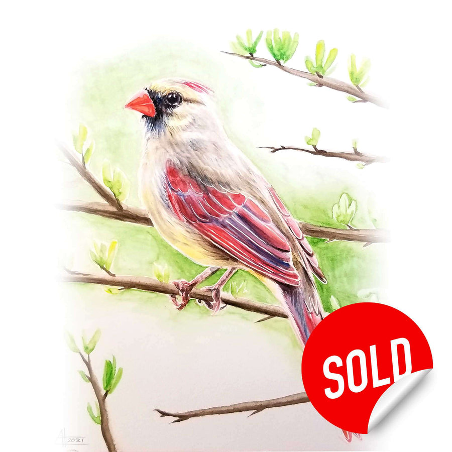 Watercolor of a cardinal on a branch with a "SOLD" sticker.