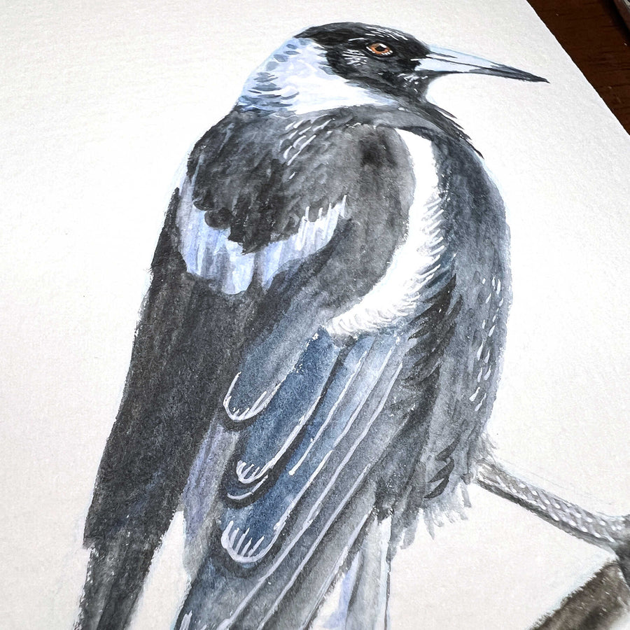 Detailed watercolor study of a black and white magpie on textured paper.