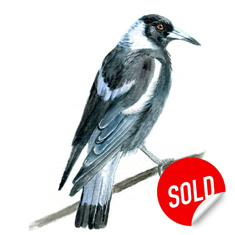 Watercolor painting of a magpie perched on a branch, marked with a red "SOLD" sticker.