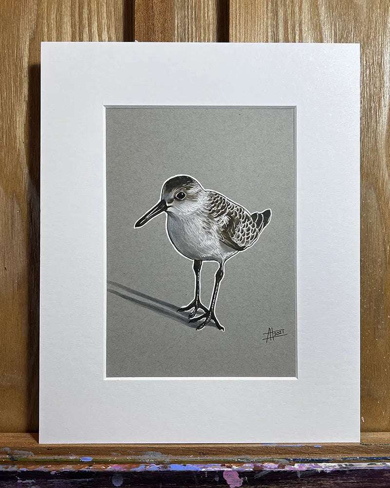 A realistic drawing of a Sandpiper - Original Marker Painting on gray paper, framed with a white border, displayed against a wooden background.
