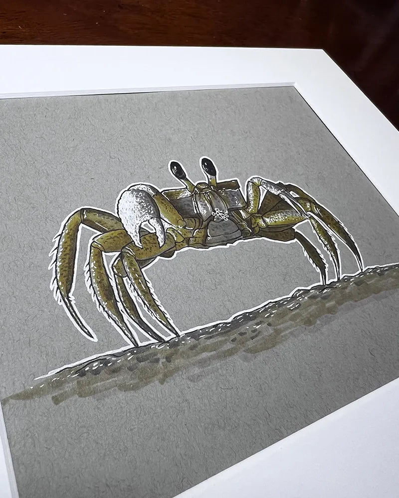 Illustration of a Yellow Crab on a textured grey background, depicted with realistic detailing, positioned on a white mount inside a frame.