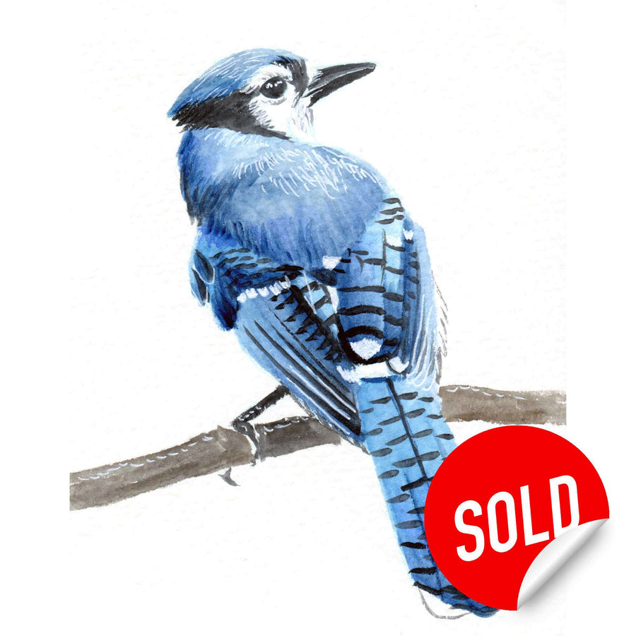 Blue jay watercolor painting on white, marked 'SOLD' in the corner.