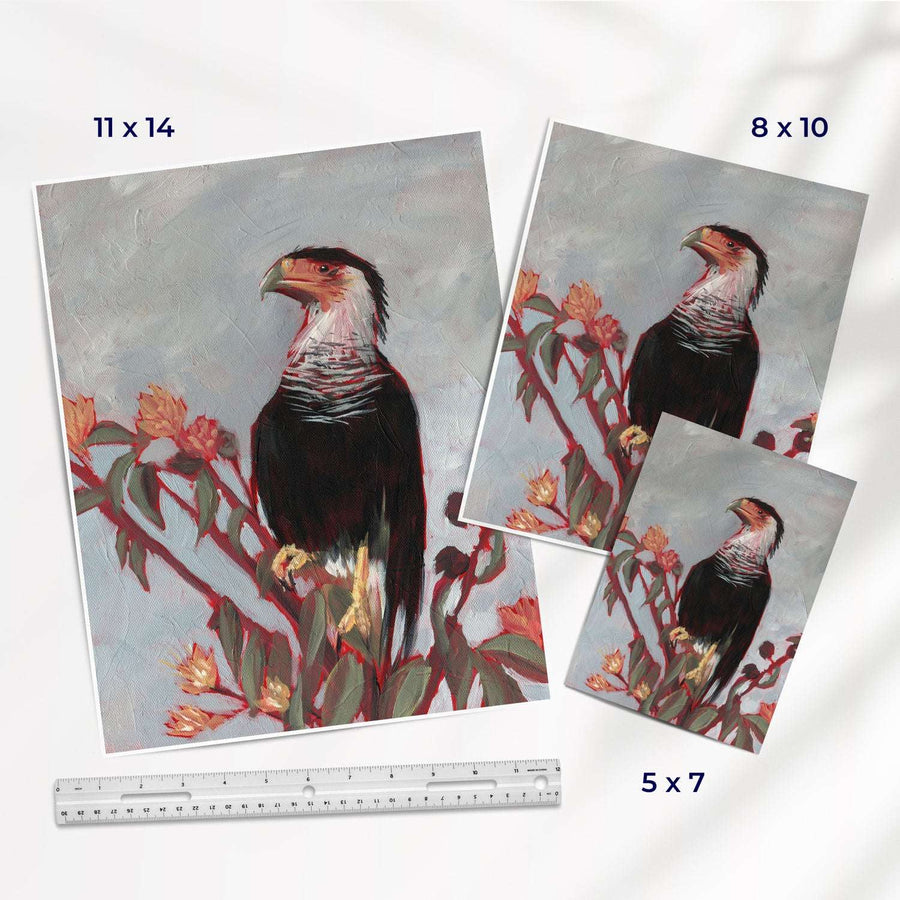 Assorted sizes of Mexican eagle, caracara bird art prints beside a ruler for scale.