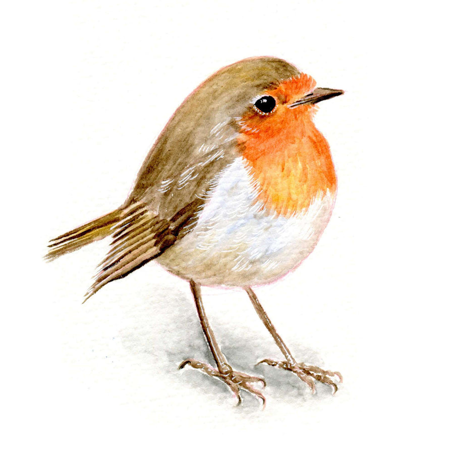 Watercolor illustration of a European robin with a bright orange chest and attentive eyes on a plain background.