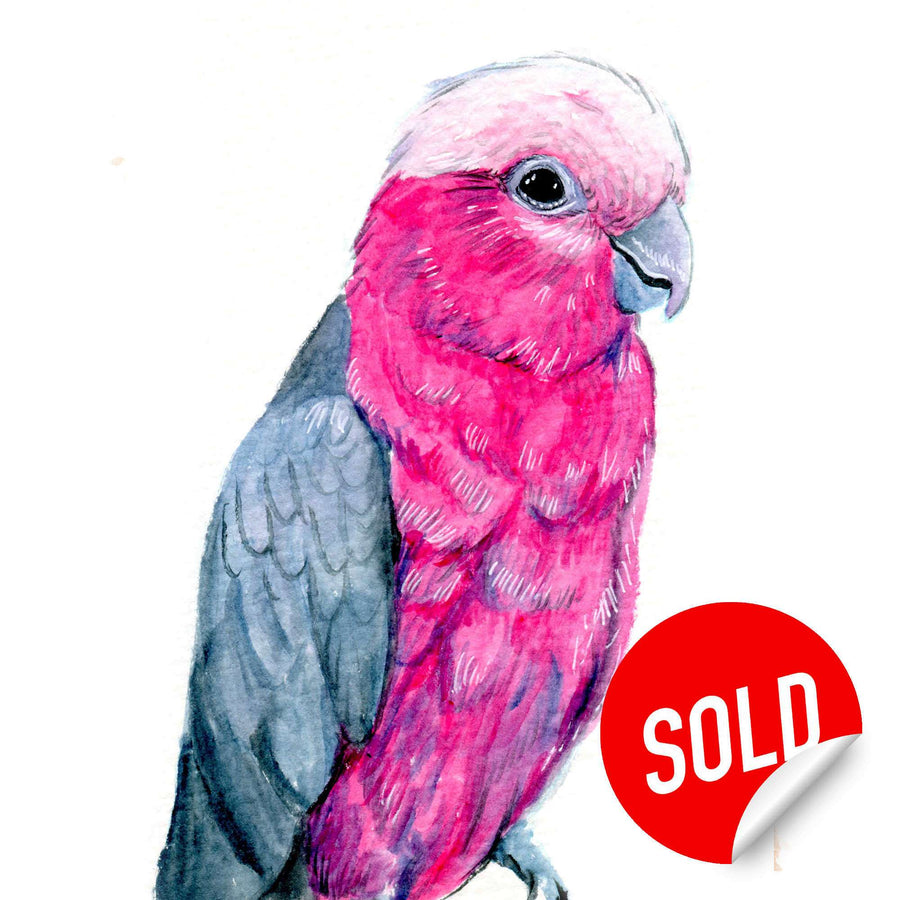 Watercolor portrait of a pink and grey galah with a thoughtful gaze, marked as sold.