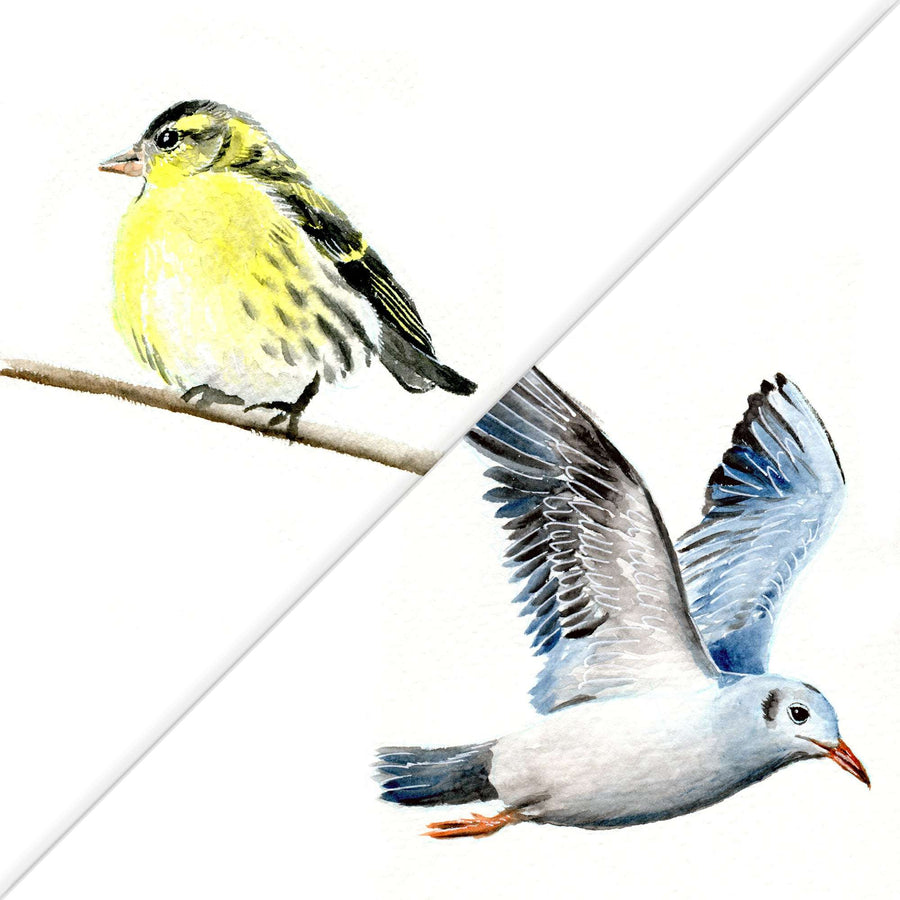 Watercolor of a yellow goldfinch on a branch and a seagull in flight