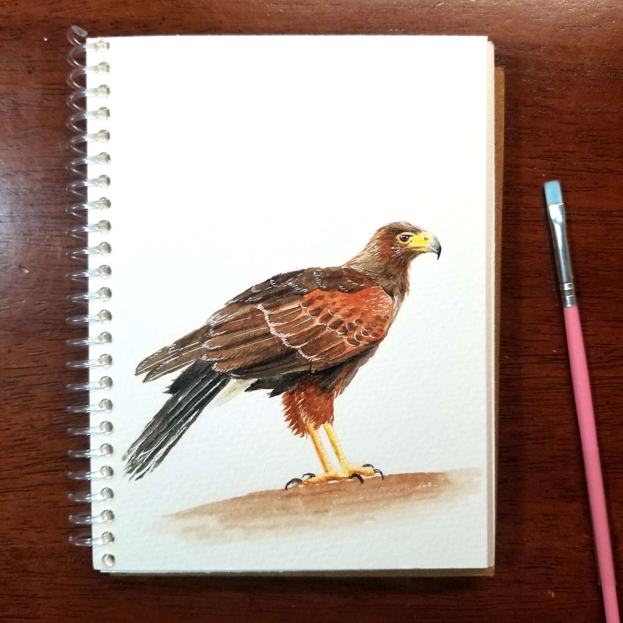 Watercolor sketch of a Harris's hawk on spiral notebook with a pencil.