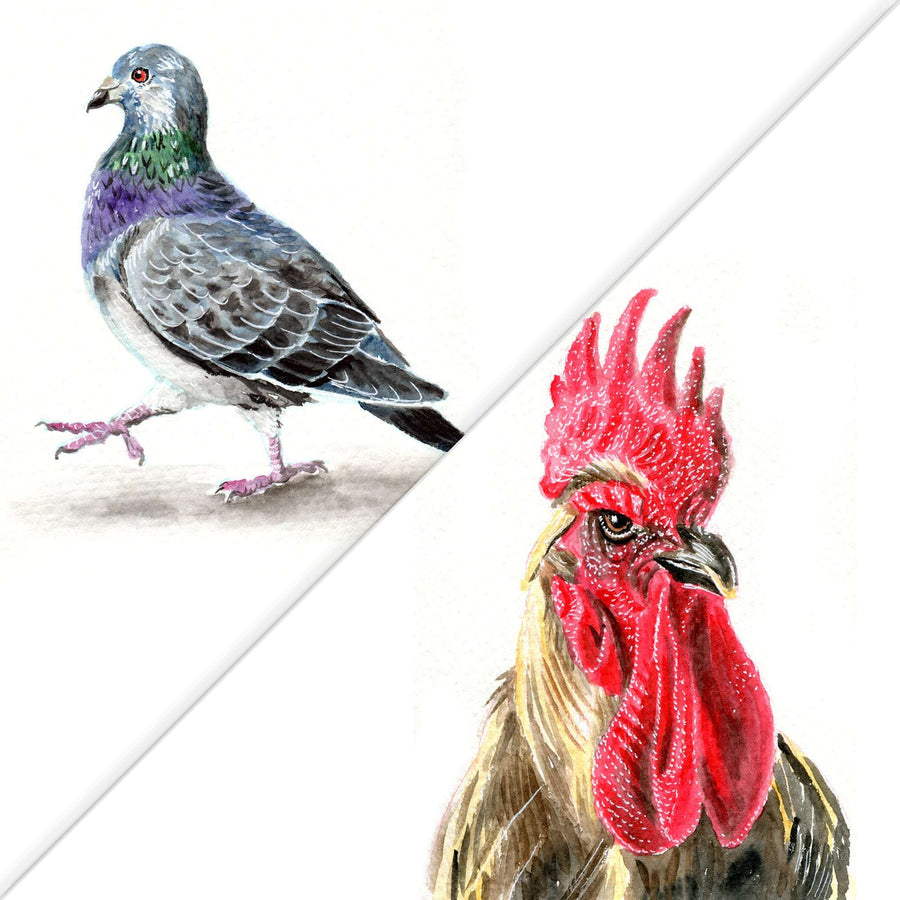 Watercolor illustrations of a Pigeon/Rooster - Original Watercolor Painting; the pigeon on the left is walking and the rooster on the right is looking directly at the viewer.
