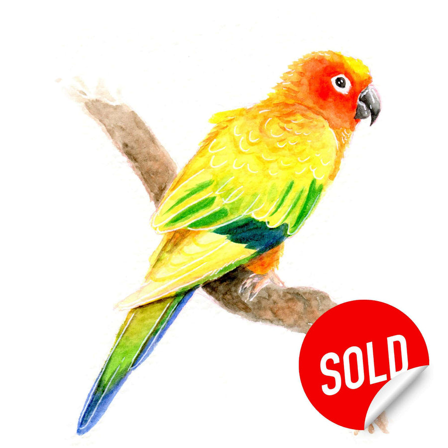 Sun Conure - Original Watercolor Painting of a colorful sun conure parrot perched on a branch with a red "sold" sticker on the bottom right corner.